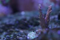 Acropora Basil's Touch Thumbnail