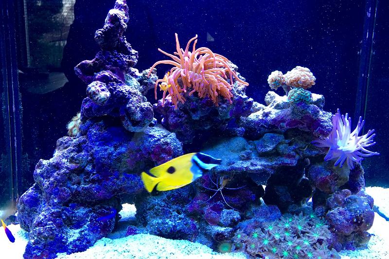 Rob's ReefTank Thumbnail