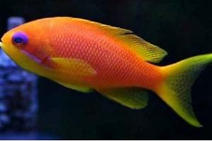 Indian Ocean Lyretail Anthias Thumbnail