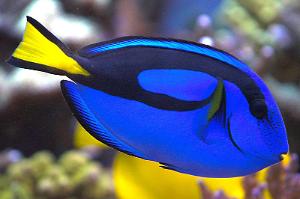 Blue Tang Thumbnail