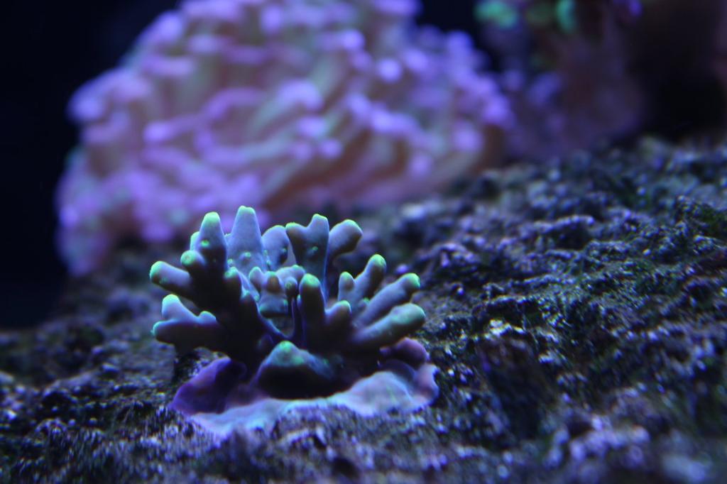 Acropora Caroliniana / Acropora caroliniana 17