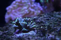 Acropora Yellow Banana Thumbnail