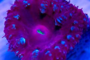 Big Polyp Blastomussa Coral Thumbnail