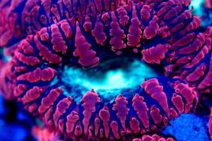 Big Polyp Blastomussa Coral Thumbnail