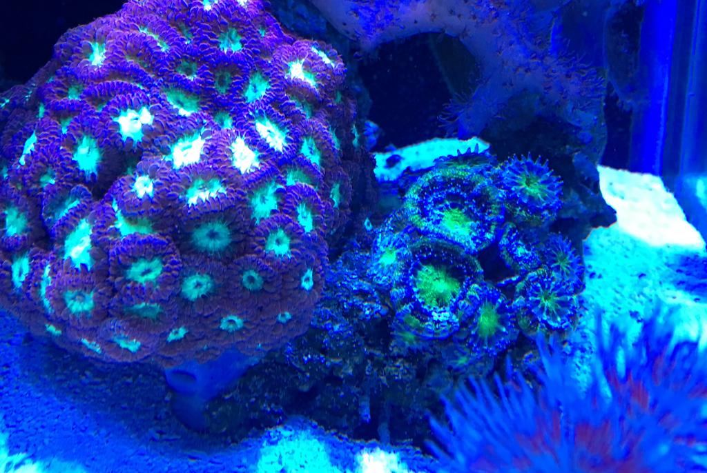 Main Display ~ Mixed Reef on Dec 20, 2016