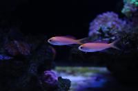 Dispar Anthias Thumbnail