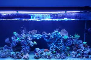 Reef 180L Thumbnail