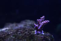 Acropora Rainbow Wolverine Thumbnail