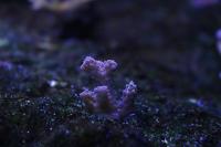 Acropora Hulk Juice Thumbnail