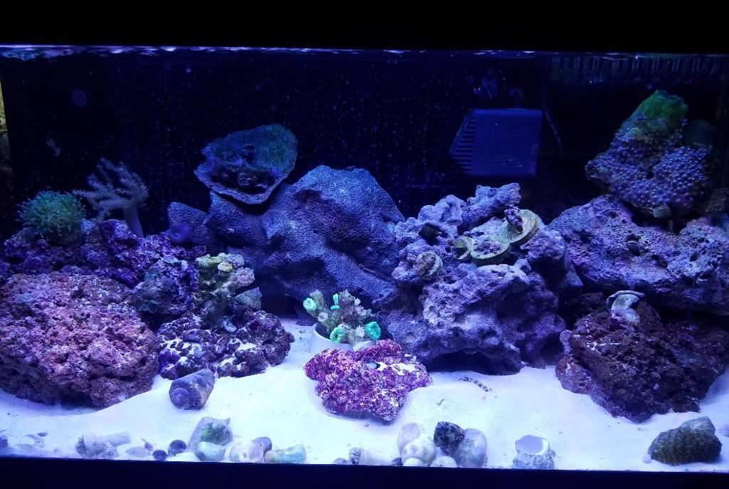 My Aquarium on December 29, 2016