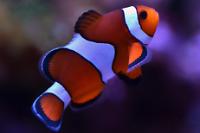 Ocellaris Clownfish Thumbnail