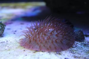 Plate Coral Green - Short Tentacle Thumbnail