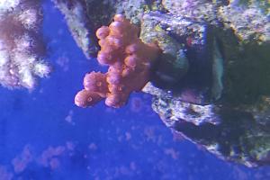 Montipora Setosa Thumbnail