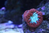 Blastomussa Coral Thumbnail