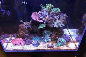 SPS Reef Tank Thumbnail