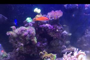 My Aquarium Thumbnail