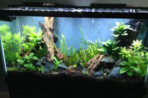 Low Tech Planted Aquarium on January 3, 2017