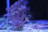 Flower Pot Coral - Bloomingberg Thumbnail