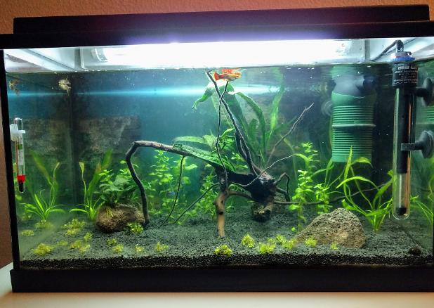 My Aquarium on January 7, 2017