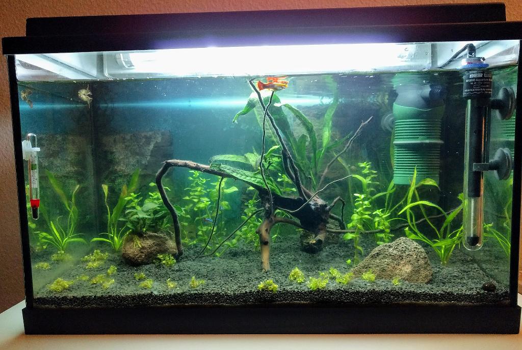 My Aquarium on January 7, 2017