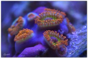 Fruit Loop Zoanthid Thumbnail