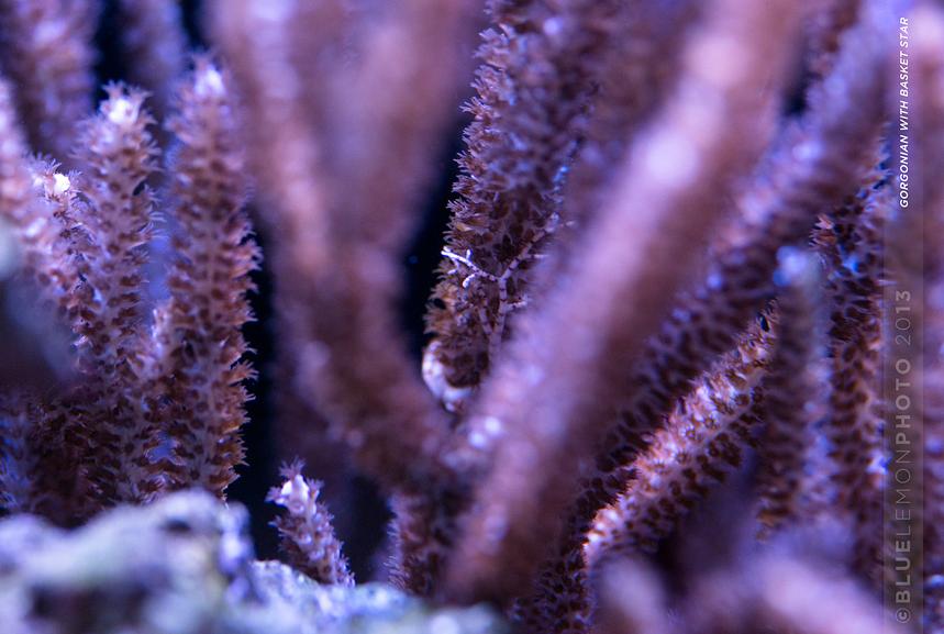 Check out the Basket Star hanging on to the gorgonian!