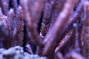 Check out the Basket Star hanging on to the gorgonian!