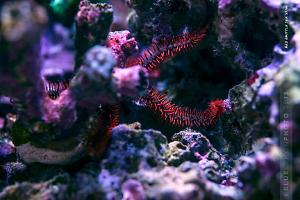 Red Brittle Sea Star Thumbnail