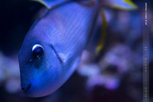 Blue Throat Triggerfish Thumbnail