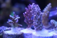 Acropora Strawberry Shortcake Thumbnail