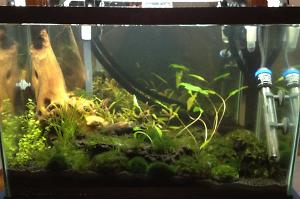 Shrimp Aquarium Thumbnail