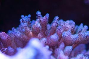 Cauliflower Coral Pocillopora Thumbnail