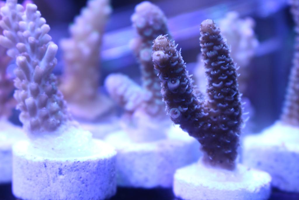 Acropora (Oden)