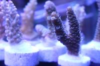 Acropora Oden Thumbnail