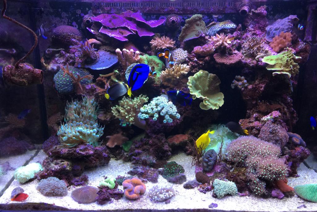 My Aquarium on Jan 12, 2017