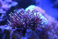 Grape Coral Fiji (Electric Purple Stem)