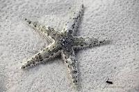 Sand Sifting Sea Star Thumbnail