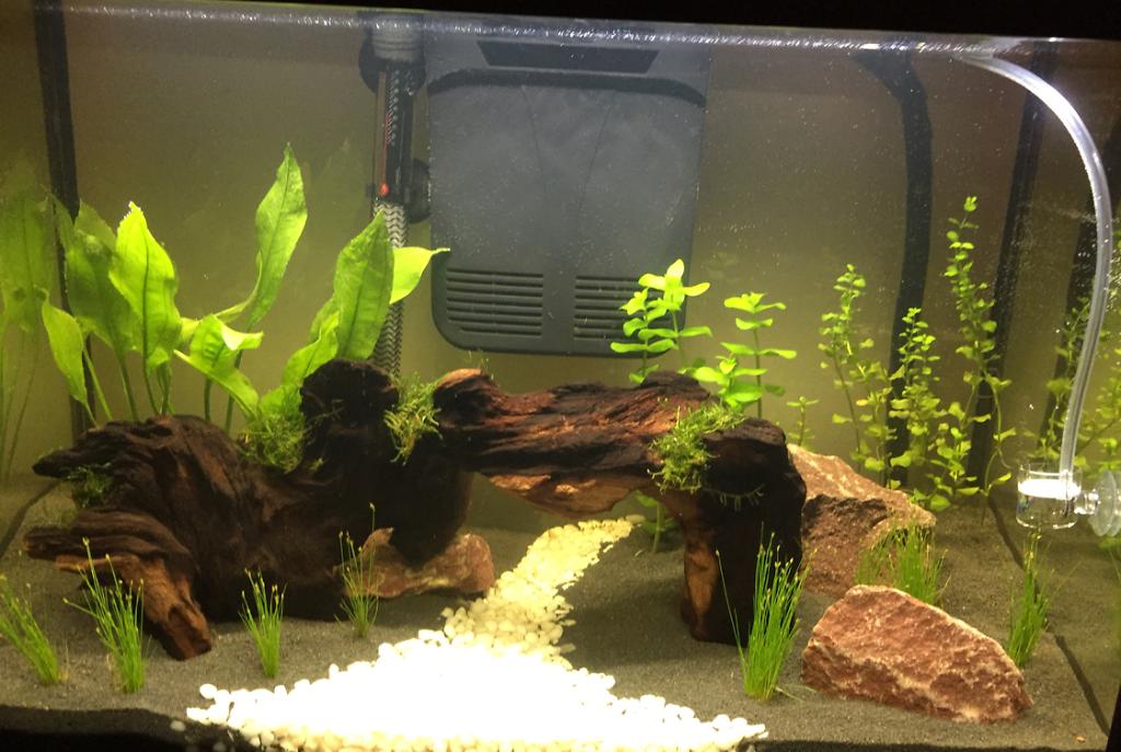 My Aquarium on Jan 15, 2017