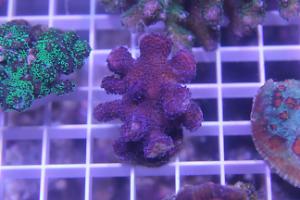 Purple Stylophora Thumbnail