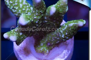 Branched Montipora Coral Thumbnail