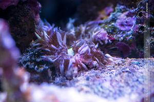 Rock Anemone