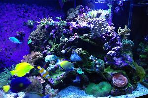 180 Gallon Mixed Reef Thumbnail