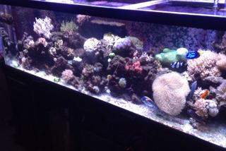 125 Reef on Jan 17, 2017