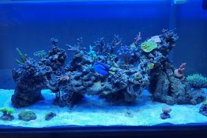 My Aquarium on January 18, 2017