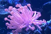 Flower Pot Coral - True Red Thumbnail