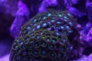 Reef Cube Thumbnail