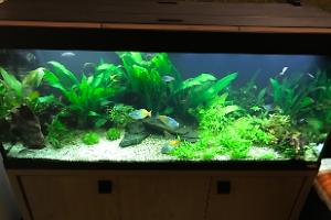 My Aquarium on Jan 21, 2017