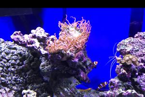 My Aquarium Thumbnail