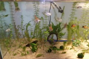 75 Gallon Community Aquarium Thumbnail