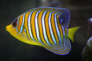 Regal Angelfish Thumbnail